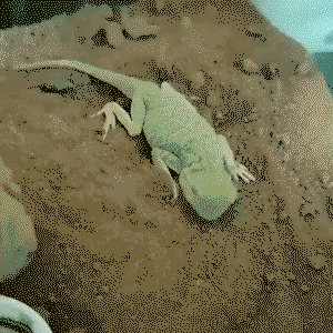 The way the Agama lizard shimmies to bury itself