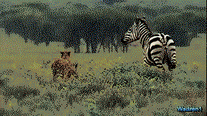 Very angry zebra has had enough of cheetah's shit