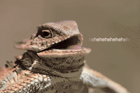 What's soo funny that made this lizard laugh?