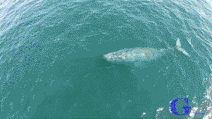 Humpback whale shooting rainbow