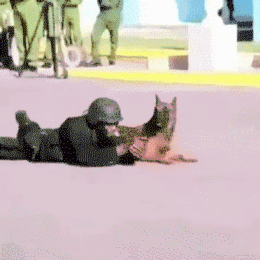 Training military dog