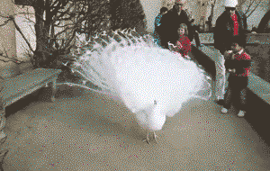 Albino peacock going on full display