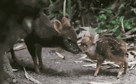 A Baby deers passionate kisses