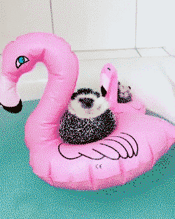 Hedgehogs relaxing on flamingos