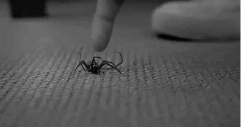 My greatest fear everytime I see a spider