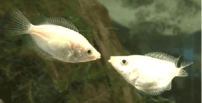 Fish kissing