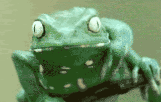 Froggo Fun #7 - "Um, meow?"