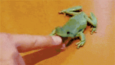 Froggo Fun #13 - A Catty Frog