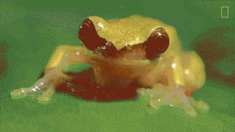Froggo Fun #14 - "Wut...?"