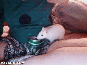Rat with a drinking problem