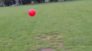Dog owned by pink bouncy ball