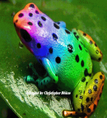 Froggo Fun #167 - Trippy