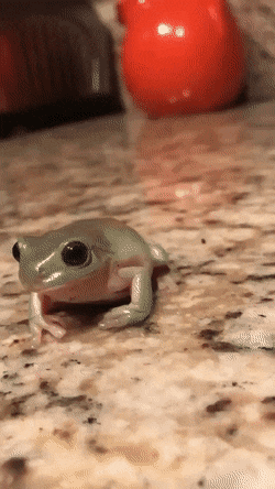 Froggo Fun #197 - Dapper