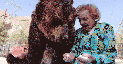 Betty White feeding a grizzly bear