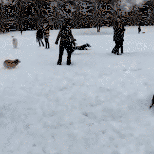 Pups try to catch a Greyhound in the Snow