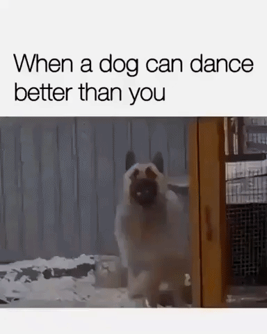This dog can dance better than me