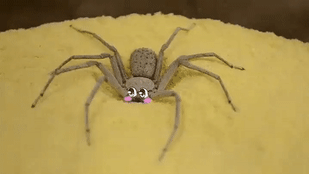 spiders can be cute!