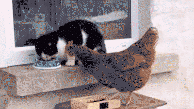 Kitty and chicken fighting