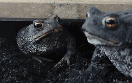 Froggo Fun #270 - Non-Verbal Communication