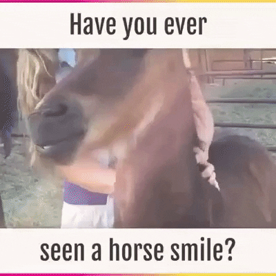 Smiling horse
