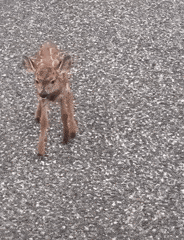 Lost fawn