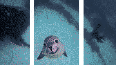 Some whole seal