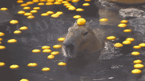 Capybara winking