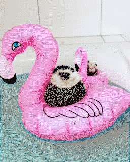 Hedgehogs relaxing on flamingos
