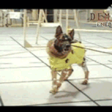Dog Doing Motion Cap for Video Game (Haunting Ground)
