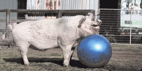 Poor pig happily playing with beach-ball until it deflates it