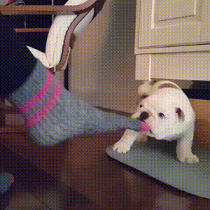 All your socks are belong to us (Bulldog Puppy)