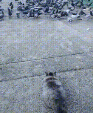 It's come to this. Cat vs Pigeons