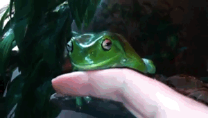 Froggo Fun #360 - He Mönch the Fing