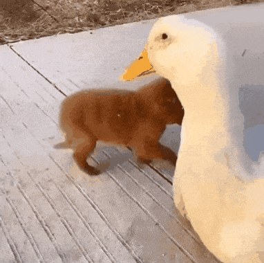 Duck, Duck, Dog