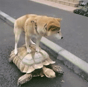 Doggo taking advantage of a kind-hearted tortoise