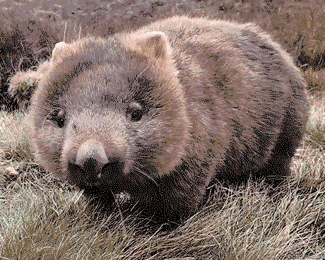 Wombat? More like Nombat