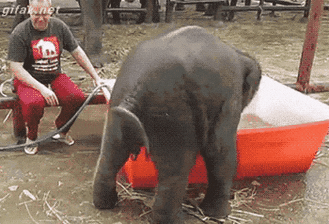 Baby Elephant Bath Time