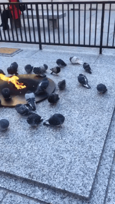 Pigeons Staying Warm By The Eternal Flame