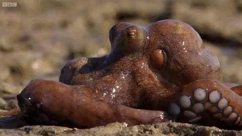 Tako Tuesday Week 1 - Common Octopus (Octopus vulgaris)