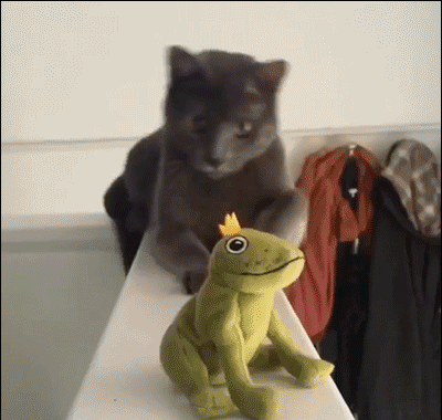 Froggo Fun #470 - Kitty, Destroyer of Frog Plushies