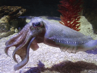 Tako Tuesday Week 4 - Giant Cuttlefish