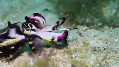 Tako Tuesday #5 - Flamboyant Cuttlefish