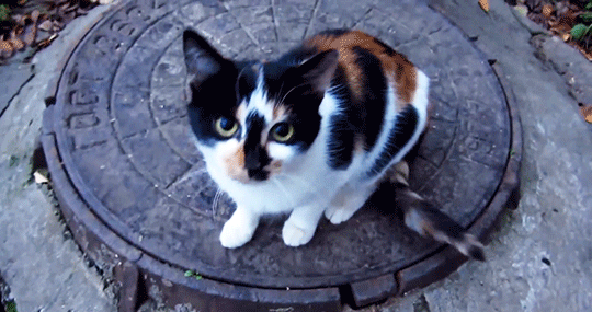 Caturday Week 6 - Calico Cats