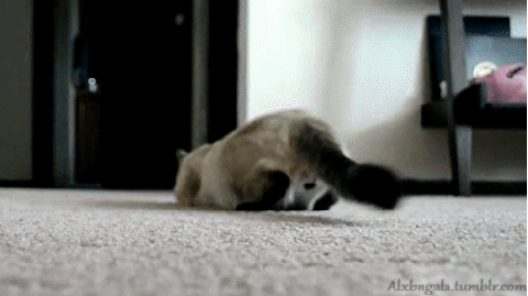 Just a twerking cat. What is so wrong with that?