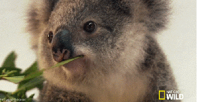 Ridiculously photogenic koala