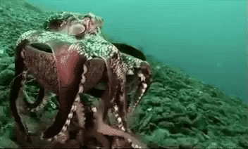 Tako Tuesday Week 8 - Coconut Octopus