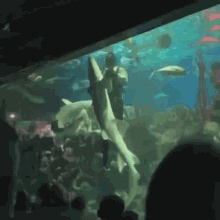 Shark Attack #10 - Underwater Waltz
