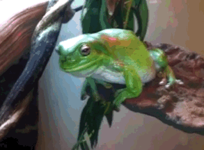 Froggo Fun #516 - Don't Bite the Hand That Feeds You