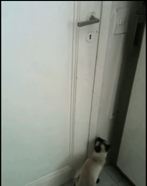 Having a Siamese Can Open Many Doors for You