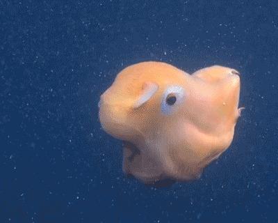 Tako Tuesday Week 12 - Dumbo Octopuses